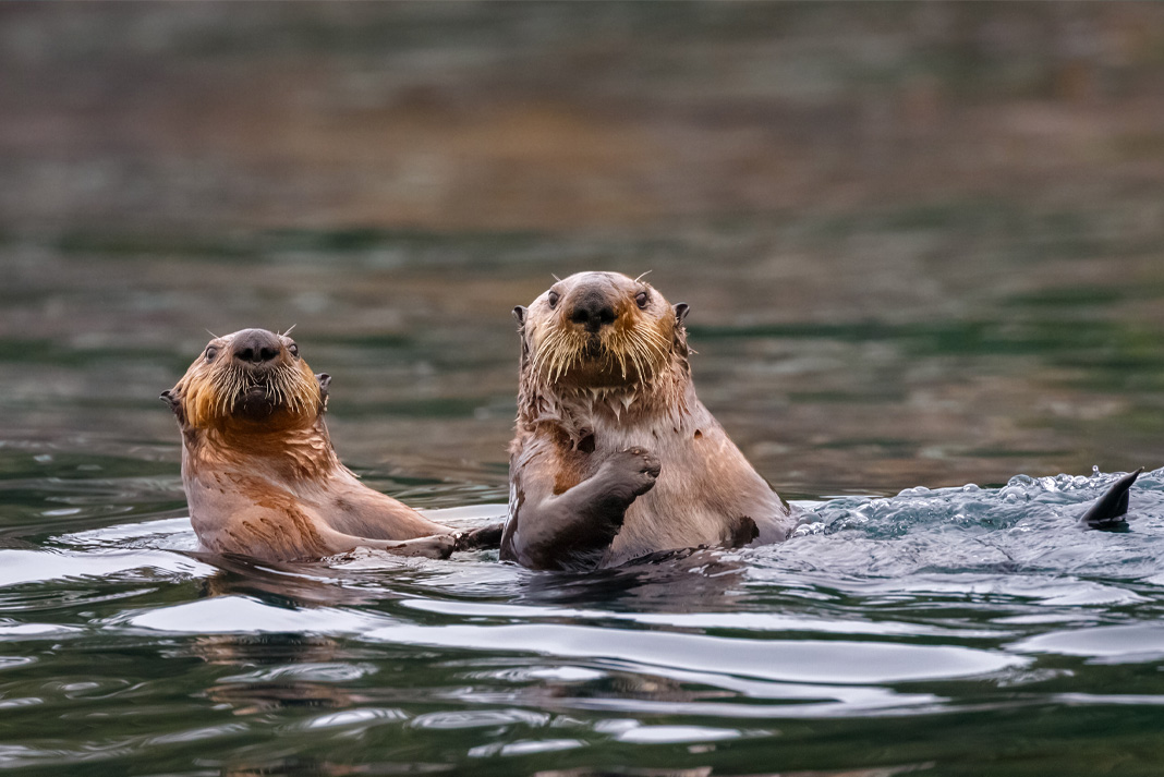 Two sea otters swim together above the water.