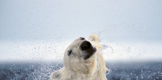 The average male polar bear weighs between 775 to 1,200 pounds (351 to 544 kilograms). See more of Paul Nicklen's limited edition fine art collection at paulnicklen.com/fine-art. | Photo: Paul Nicklen