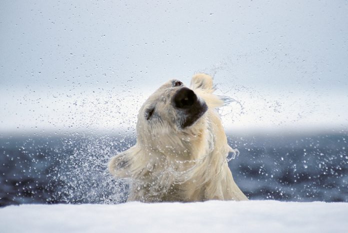 The average male polar bear weighs between 775 to 1,200 pounds (351 to 544 kilograms). See more of Paul Nicklen's limited edition fine art collection at paulnicklen.com/fine-art. | Photo: Paul Nicklen
