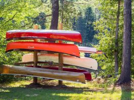 Behold: the family diy canoe tree. | Photo: Michael Hewis