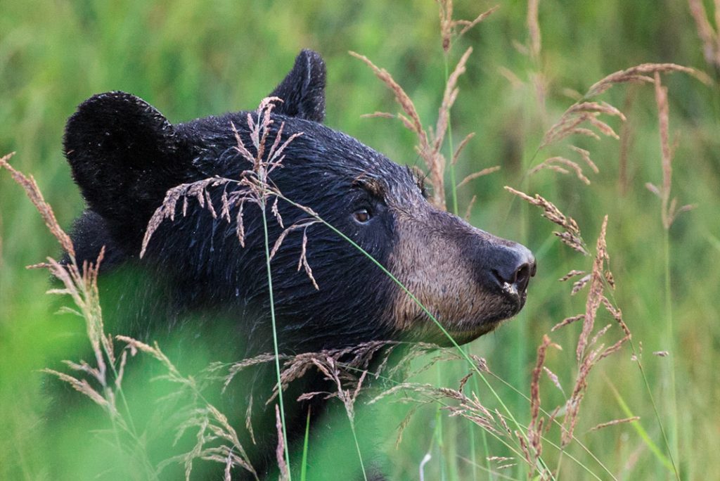 A black bear sits in long grass.
