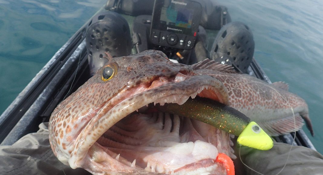 A lingcod caught on a lure