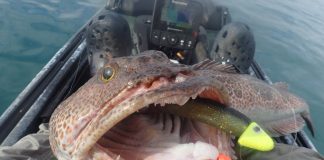 A lingcod hooked on a lure