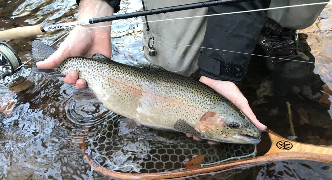 For the ultimate challenge, try a southern trout slam. | Photo: Justin Powell