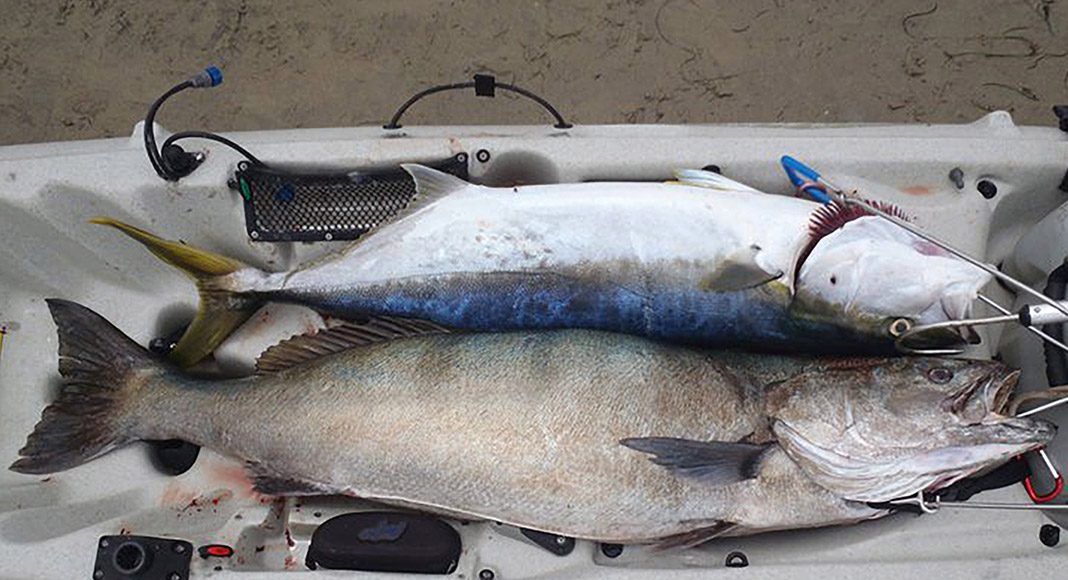 White sea bass and yellowtail, two out of three. | Photo: Kevin Nakada
