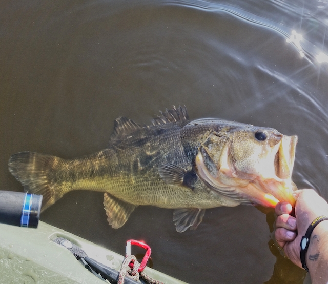 Sam De La Torre caught this giant Florida largemouth bass using his expert Winter bass tactics. Photos: Sam De La Torre