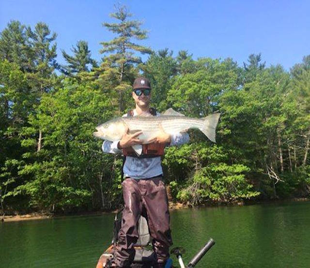 This 46" striped bass slurped a live eel slow-trolled behind the kayak. Photo: Mike Baker