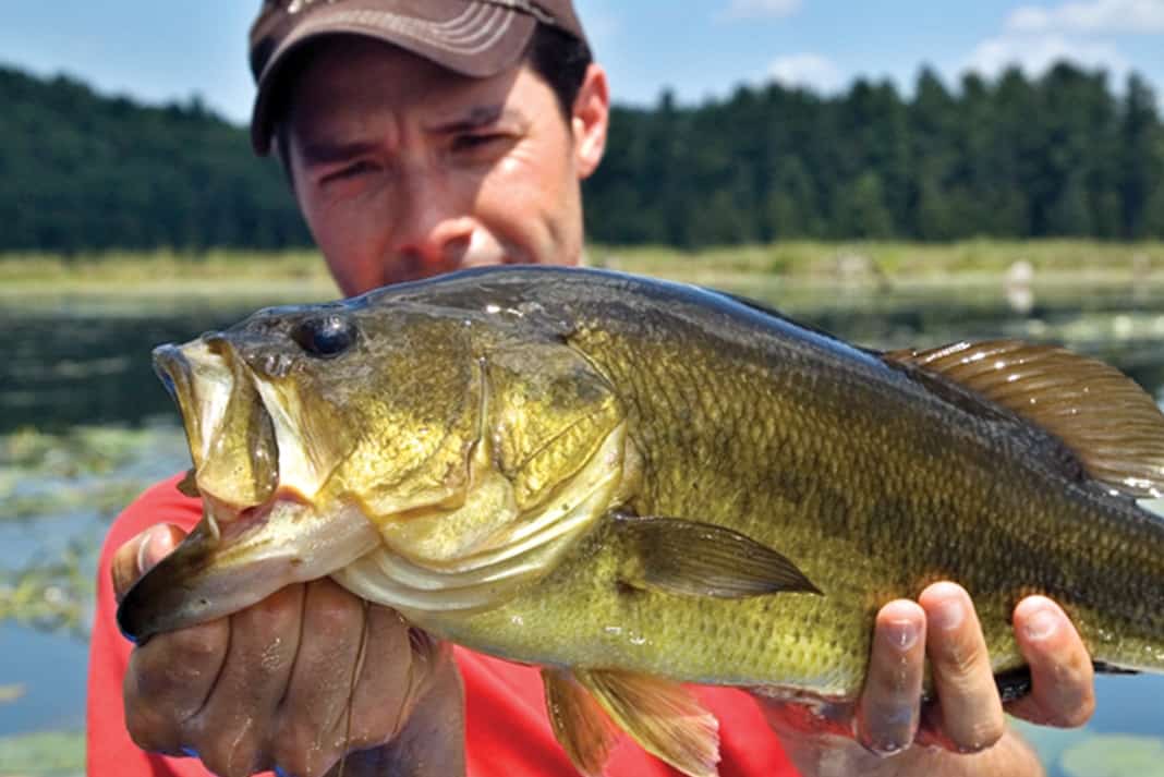 Tactics For Catching More Bass