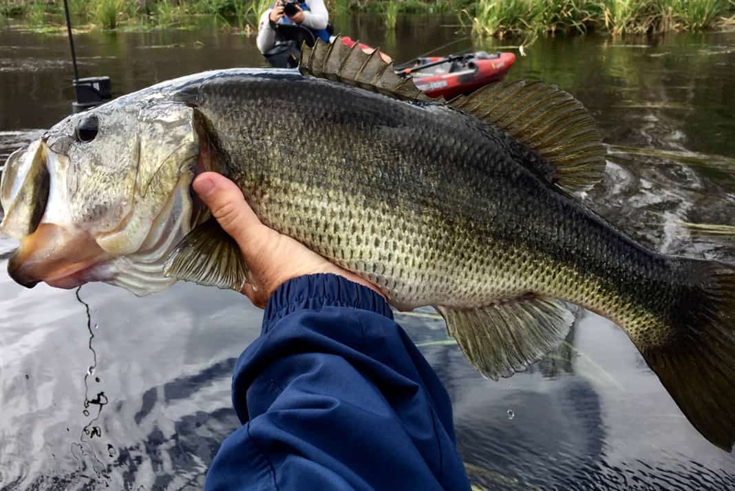 angler holding a large bass from his fishing kayak