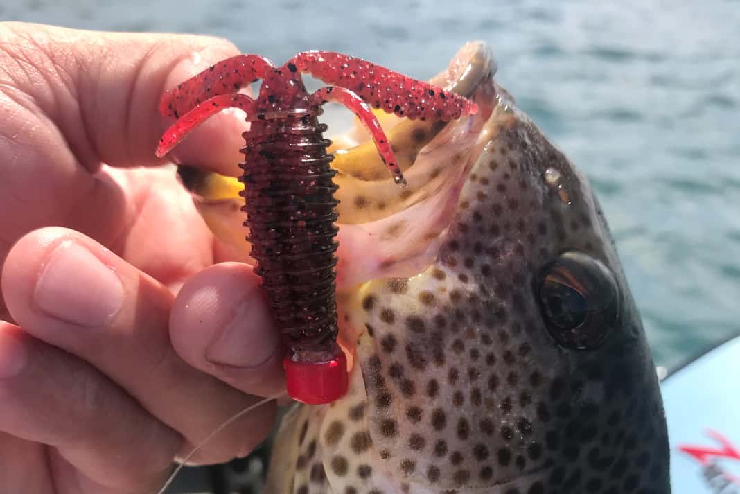 Drop Shot rig] Spotted Bay Bass Fishing [Surf fishing Tips] 