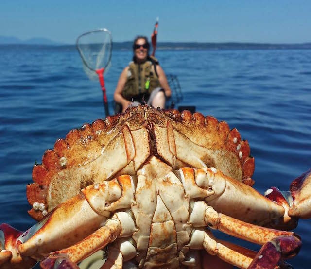 A large crab is caught and held up while crabbing from a kayak
