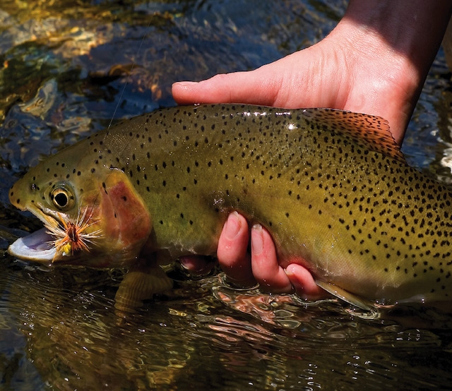 Learn to catch big rainbow trout like this beauty using these spring fishing tactics from the pros. Photo: Ben Romans