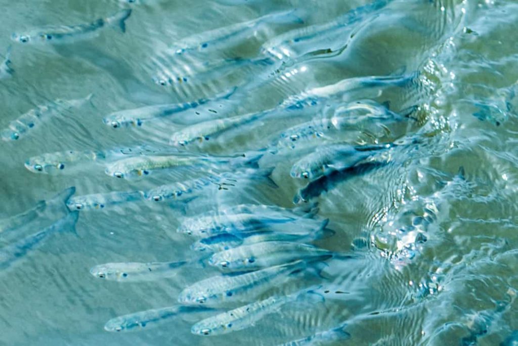 Knocker Rig Rules for Redfish, Speckled Trout & Flounder | Kayak Angler