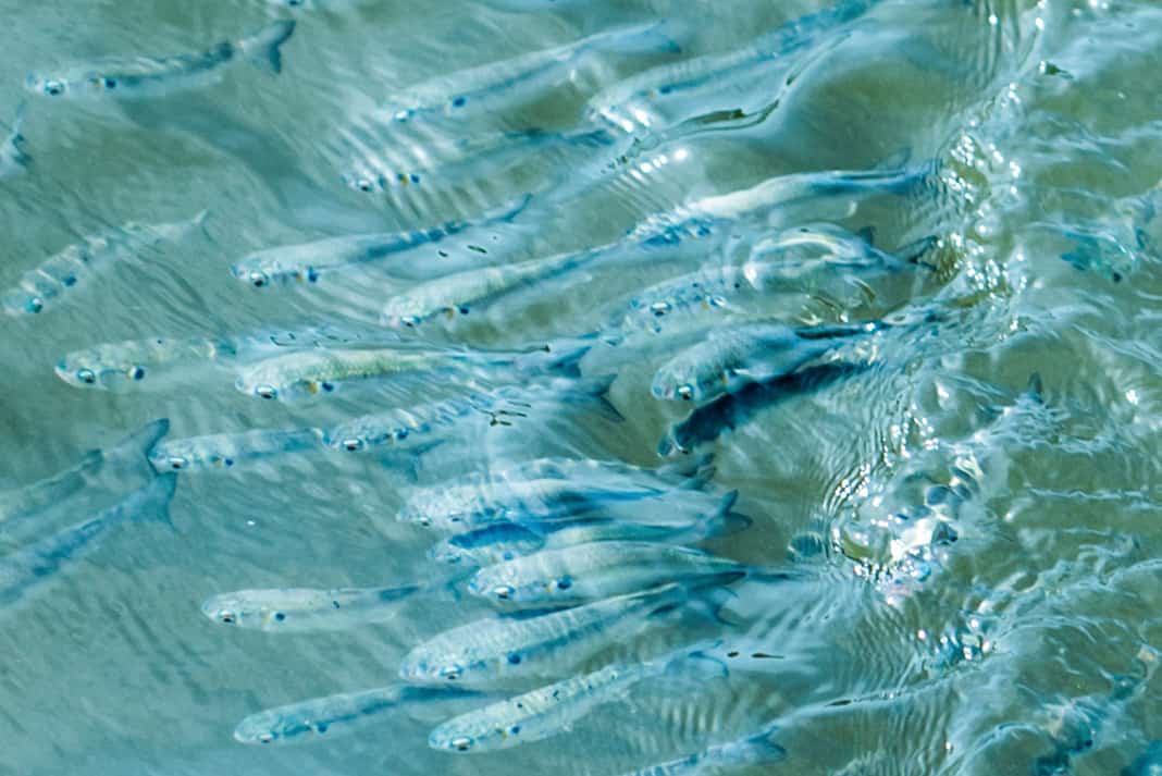 several mullet fish swarming