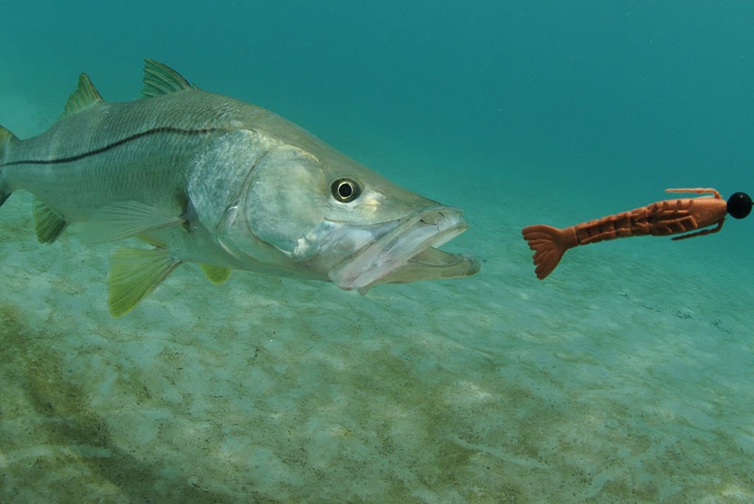 a snook fish underwater