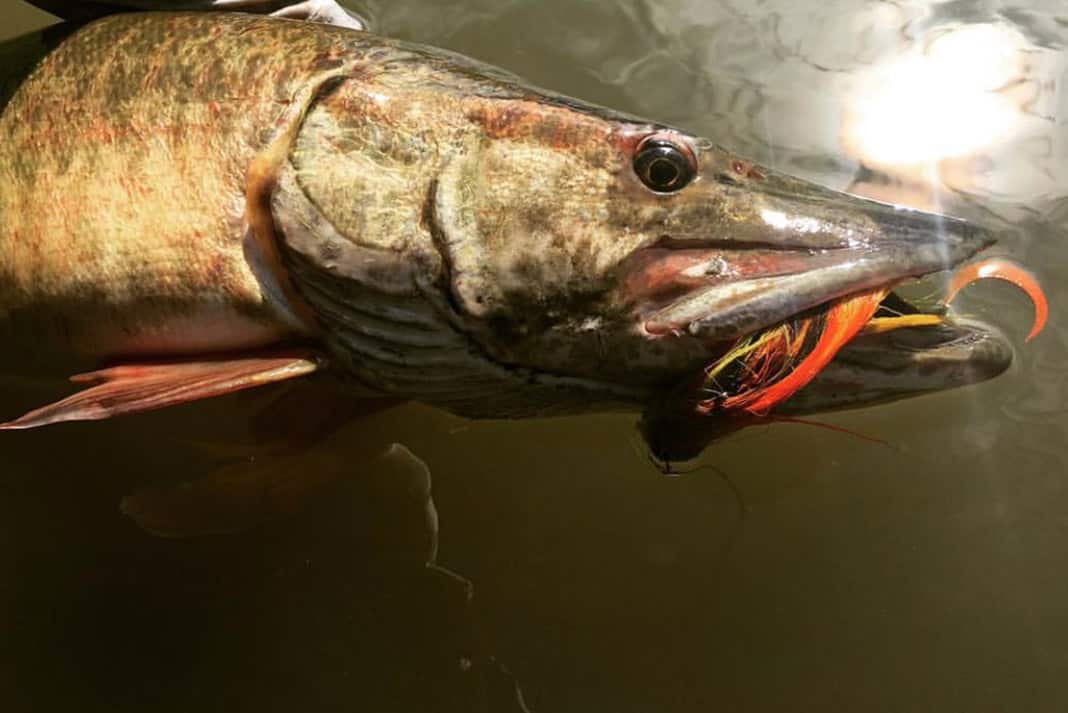 a muskie fish with a lure in its mouth