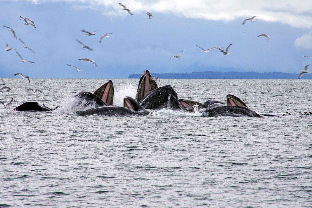 Whales breaching the surface with birds flying around them