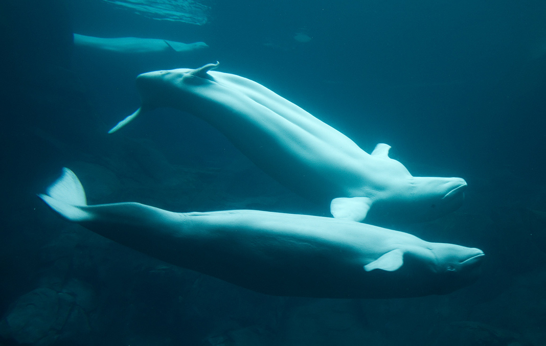 Beluga whales swim underwater