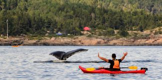 man on kayak watches whales surfacing in Saguenary Fjord