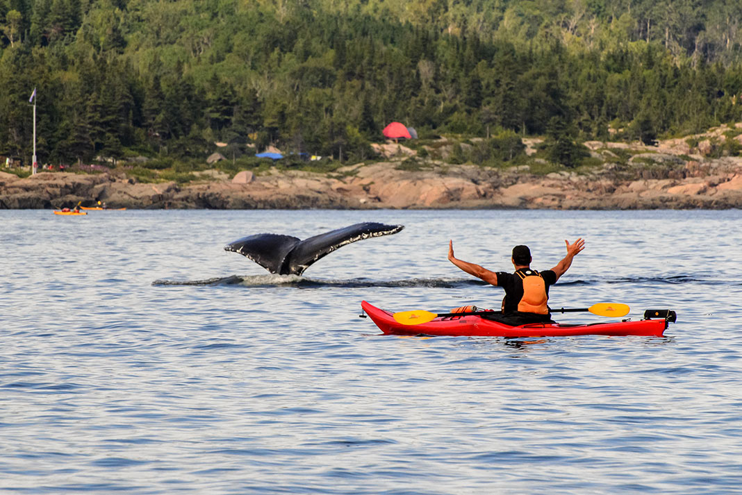 A person celebrates as a whale surfaces the water
