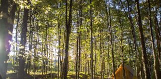 A yellow tent in a sunny forest while camping near Montreal