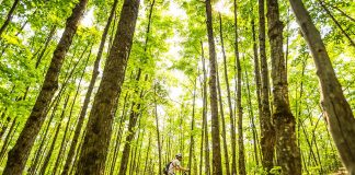 0Mountain biking is one of the popular summar activities in Mont Tremblant