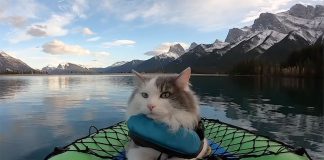 Gary the cat relaxes on deck as his owner kayaks through the mountain