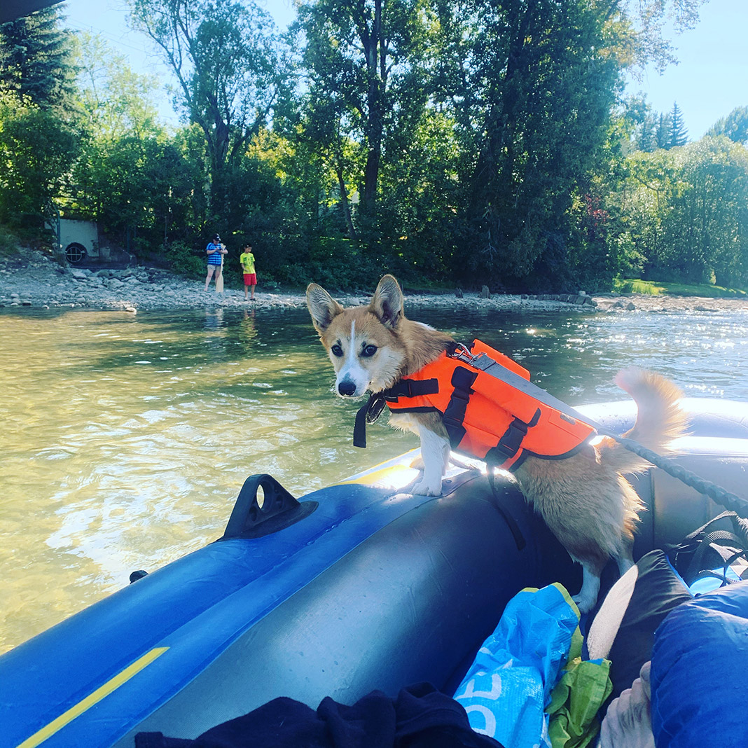 Dog wearing life jacket on a raft