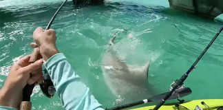 kayak fishing encounter with a shark in the Florida Keys