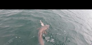 Shark in the water next to kayak