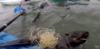Kayaker rescues seal from fishing net