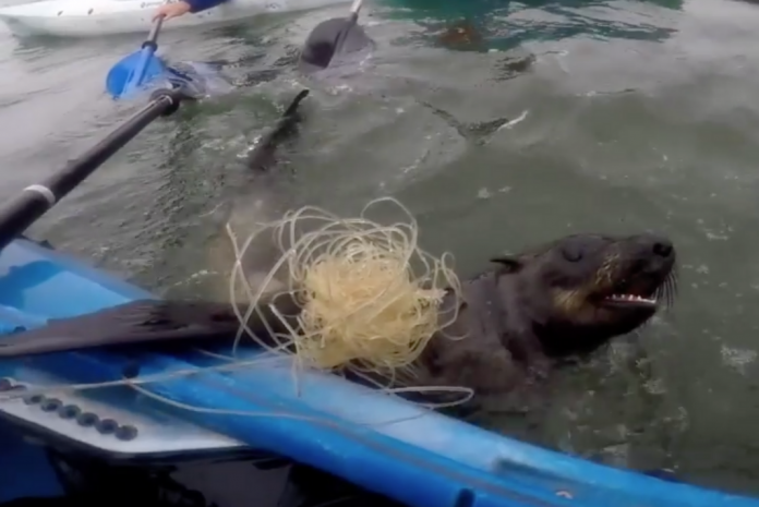 Kayaker rescues seal from fishing net