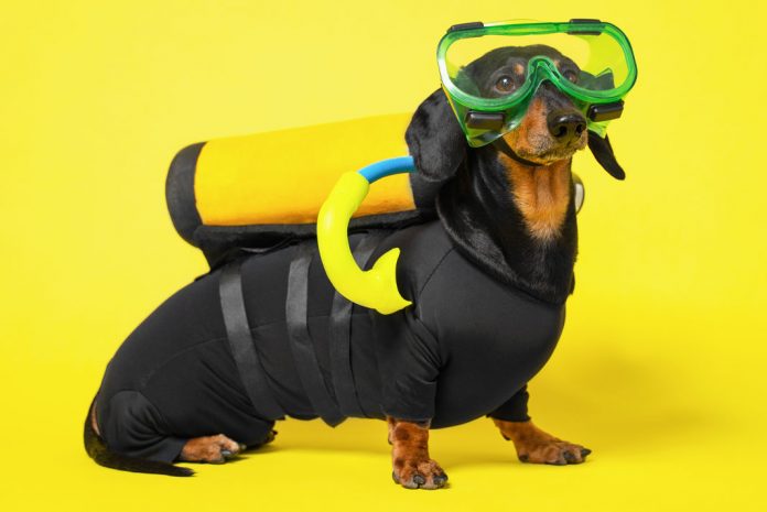 Dachshund wearing scuba gear.