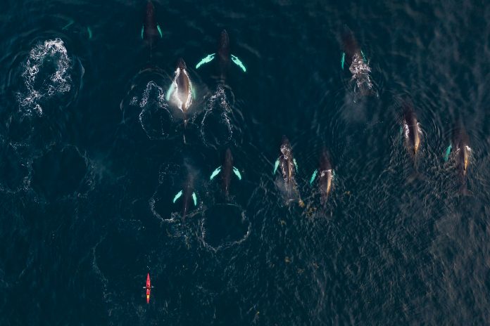 Shot from above of whales swimming on ocean with kayaker behind.