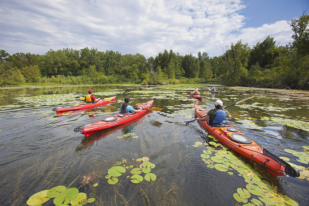 Five kayakers paddling on pond with lily pads. 