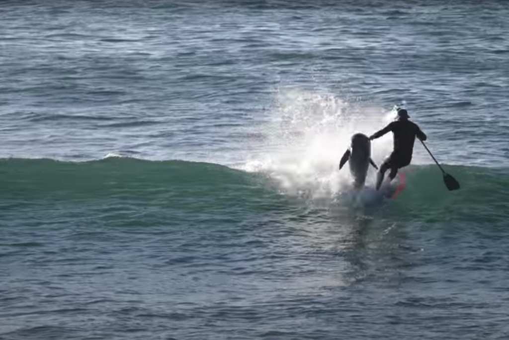 dolphin-hits-paddle-boarder