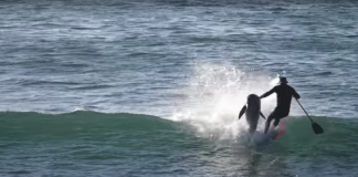 dolphin-hits-paddle-boarder