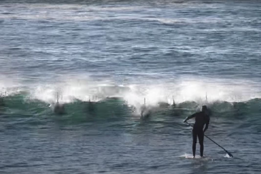 dolphins-line-up-before-one-hits-paddle-boarder