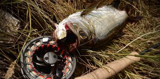 A Mississippi tarpon catch sits in straw beside fishing rod and reel