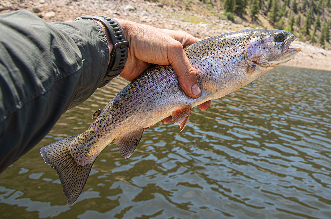 Visit the wild west for a shot at a personal best rainbow trout. | Photo: Dustin Doskocil