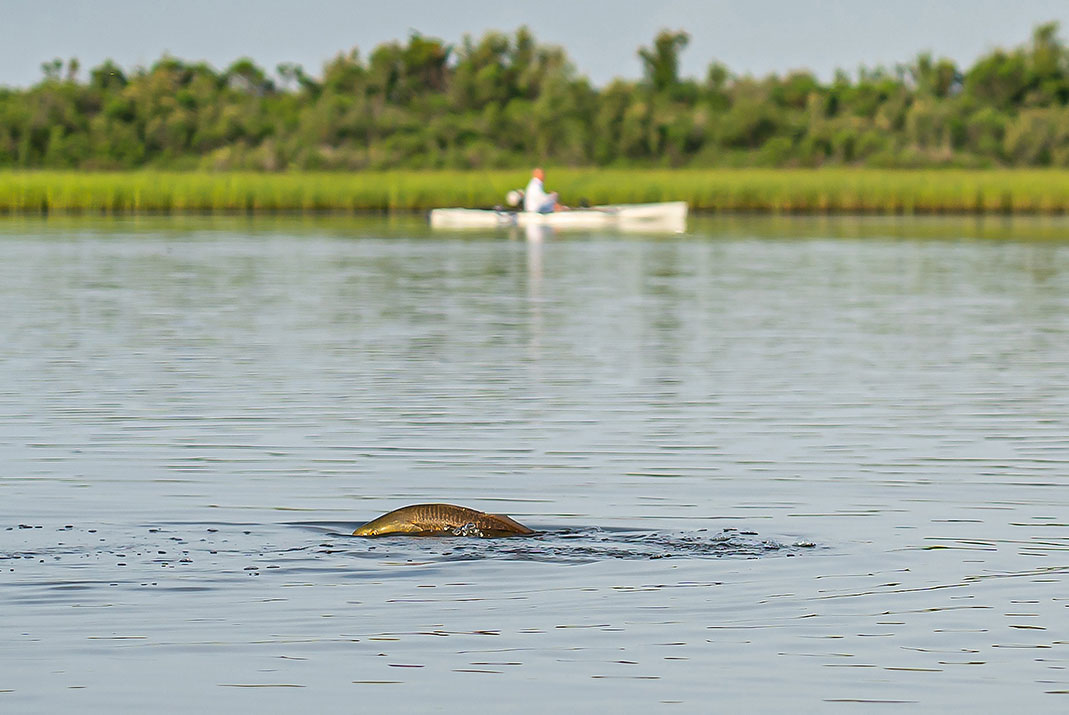 Look out for redfish and gator trout. | Photo: Chris Castro