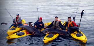 group of kayak anglers pose with two salmon sharks they caught in Alaska