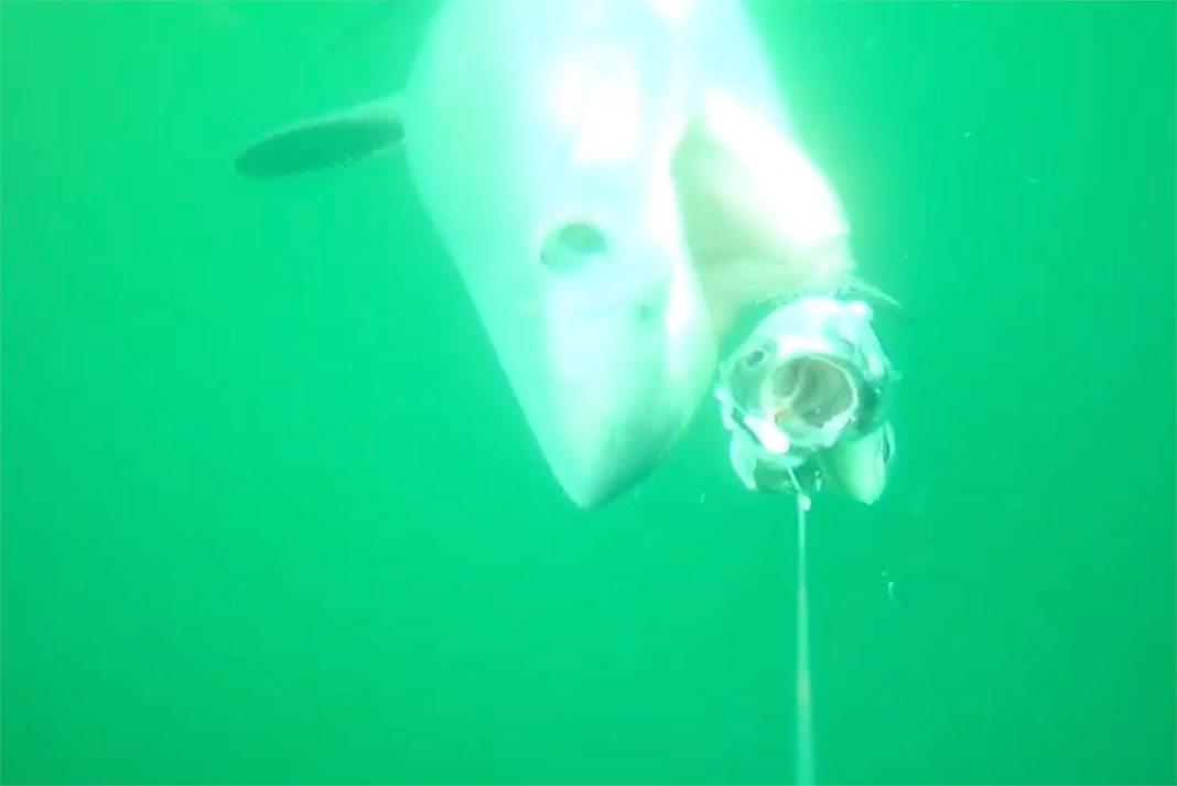 a porbeagle shark takes the bait from a kayak fisherman in Ireland