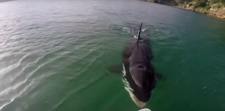 orcas-bites-paddleboard