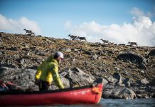 Person lining canoe with caribou walking onshore.