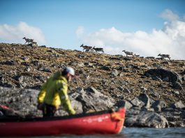 Person lining canoe with caribou walking onshore.