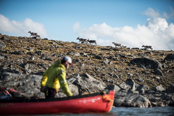 Person lining canoe with caribou walking onshore.