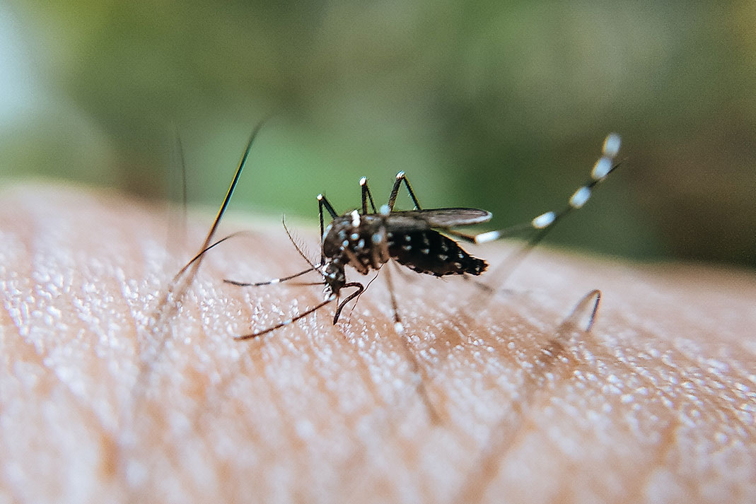 A mosquito bites a person