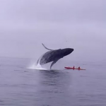 humpback-whale-breaches-on-top-of-kayakers