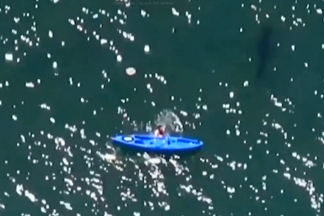 kayaker-capsizes-next-to-shark